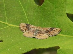 Leptostales ferruminaria