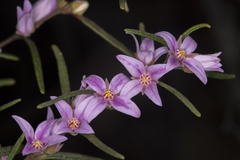 Boronia hapalophylla