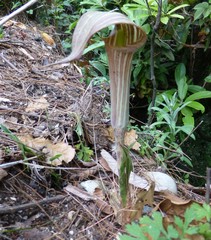 Arisaema erubescens