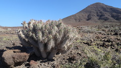 Euphorbia handiensis