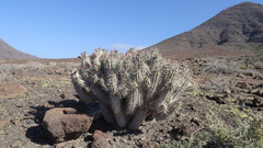Euphorbia handiensis