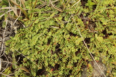 Euphorbia orbiculata