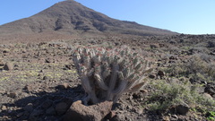 Euphorbia handiensis
