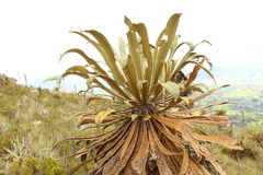 Espeletia guacharaca