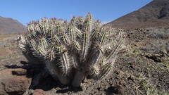 Euphorbia handiensis