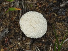 Lycoperdon pulcherrimum