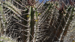 Euphorbia handiensis