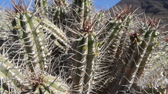 Euphorbia handiensis