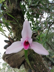 Lycaste virginalis