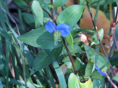 Commelina communis