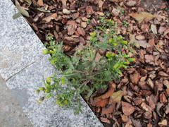 Senecio vulgaris