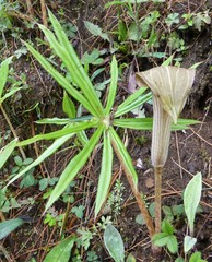 Arisaema erubescens