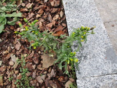 Senecio vulgaris