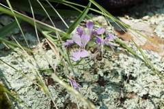 Hesperidanthus