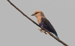 Coracias cyanogaster