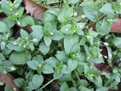 Stellaria media