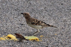 Chlamydera guttata