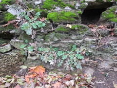 Chelidonium majus