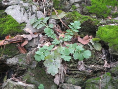 Chelidonium majus