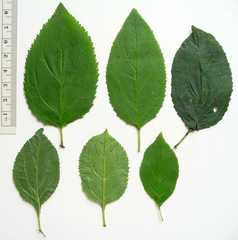 Ceanothus americanus americanus