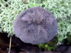 Entoloma