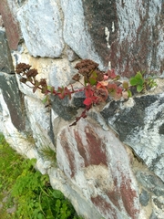 Hylotelephium telephium