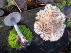 Entoloma