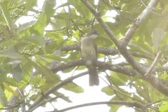 Chlorocichla simplex