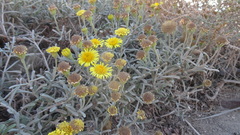 Pulicaria burchardii
