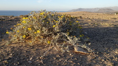 Pulicaria burchardii