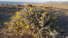 Pulicaria burchardii