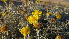Pulicaria burchardii