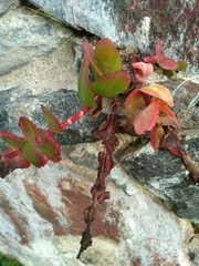 Hylotelephium telephium