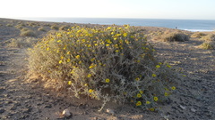 Pulicaria burchardii