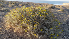 Pulicaria burchardii