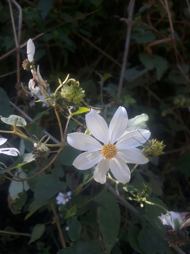 Image of Montanoa Atriplicifolia (Montanoa atriplicifolia) by (c) Saban-Sequén, E.A., some rights reserved (CC BY)
