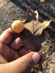 Atrusca quercuscentricola