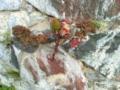 Hylotelephium telephium