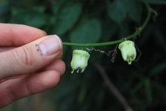 Passiflora biflora image