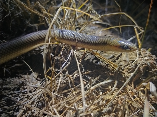 Photo of a Culebra (Paraphimophis rusticus)