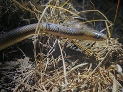 Paraphimophis rusticus