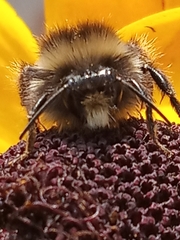 Bombus lapidarius
