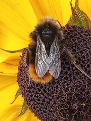 Bombus lapidarius