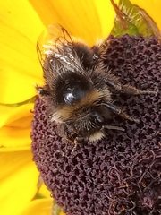 Bombus lapidarius