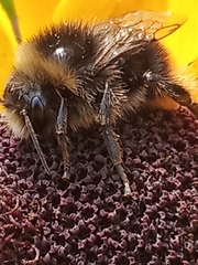 Bombus lapidarius