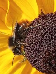 Bombus lapidarius