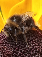 Bombus lapidarius