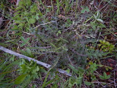 Cirsium drummondii