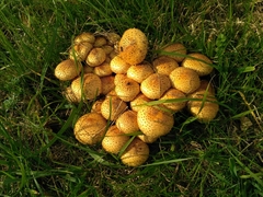 Pholiota kodiakensis