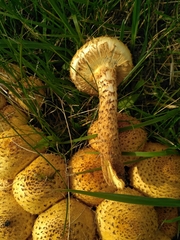 Pholiota kodiakensis